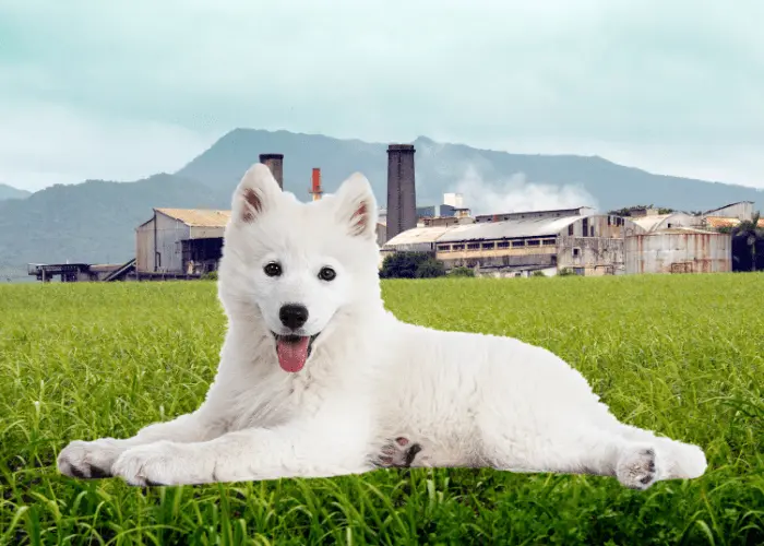 Perubahan untuk mengakhiri “Pabrik Anak Anjing” dan komitmen DLI-min